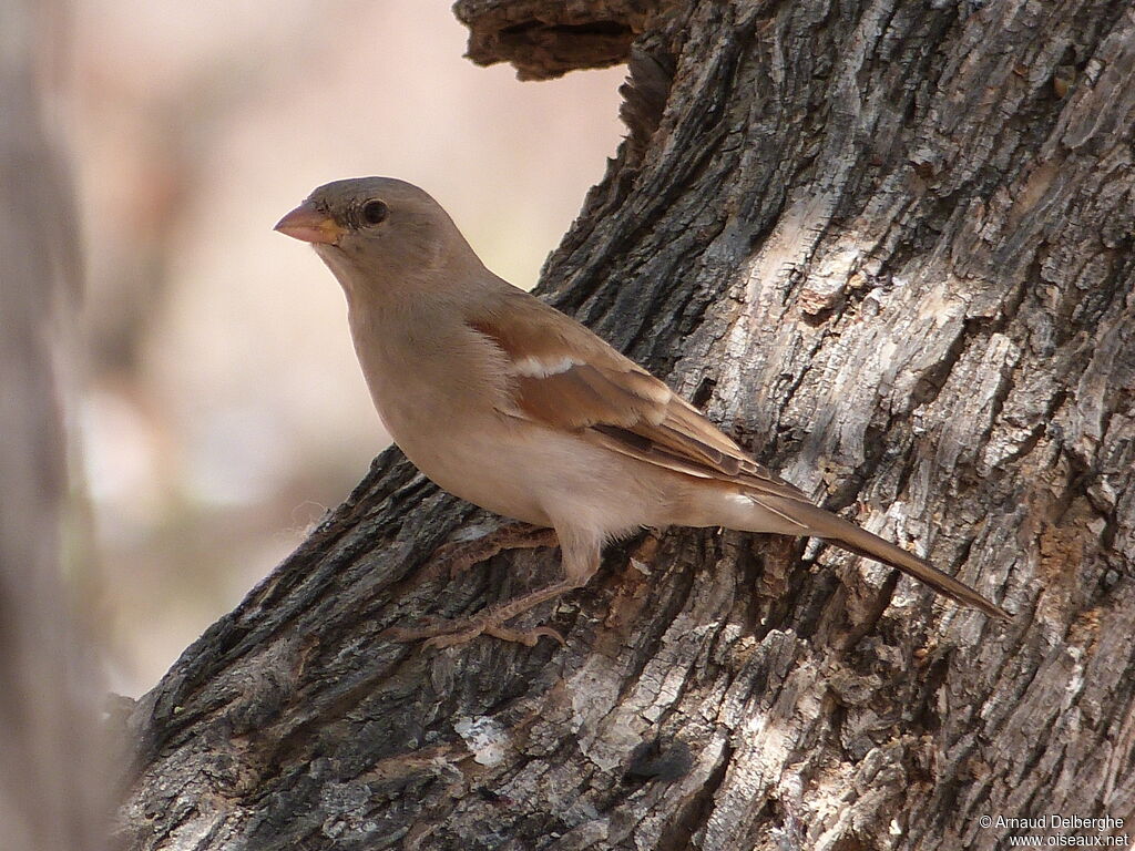 Southern Grey-headed Sparrow