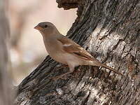 Moineau sud-africain