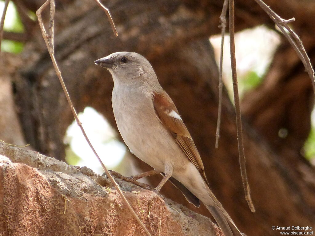 Southern Grey-headed Sparrow