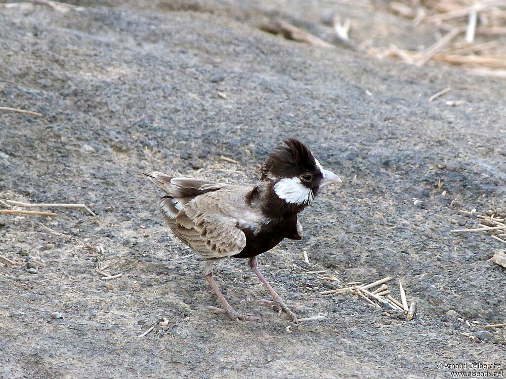 Black-crowned Sparrow-Lark