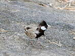 Moinelette à front blanc