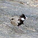 Moinelette à front blanc