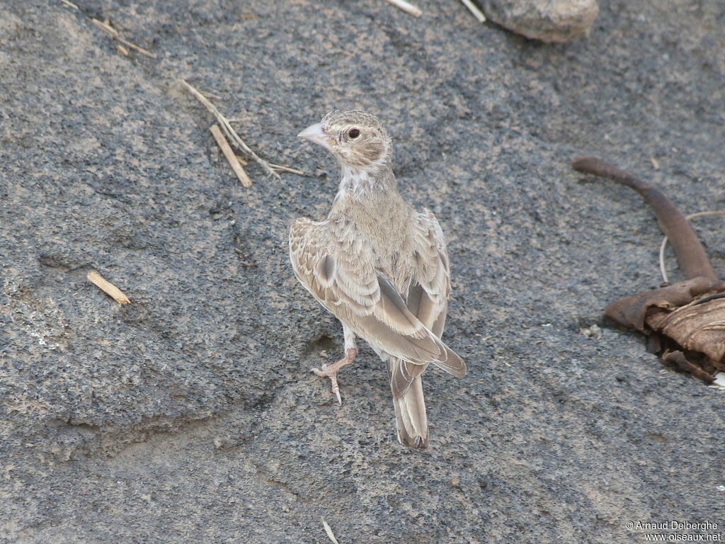 Black-crowned Sparrow-Lark female