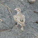 Moinelette à front blanc
