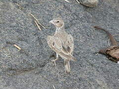 Black-crowned Sparrow-Lark