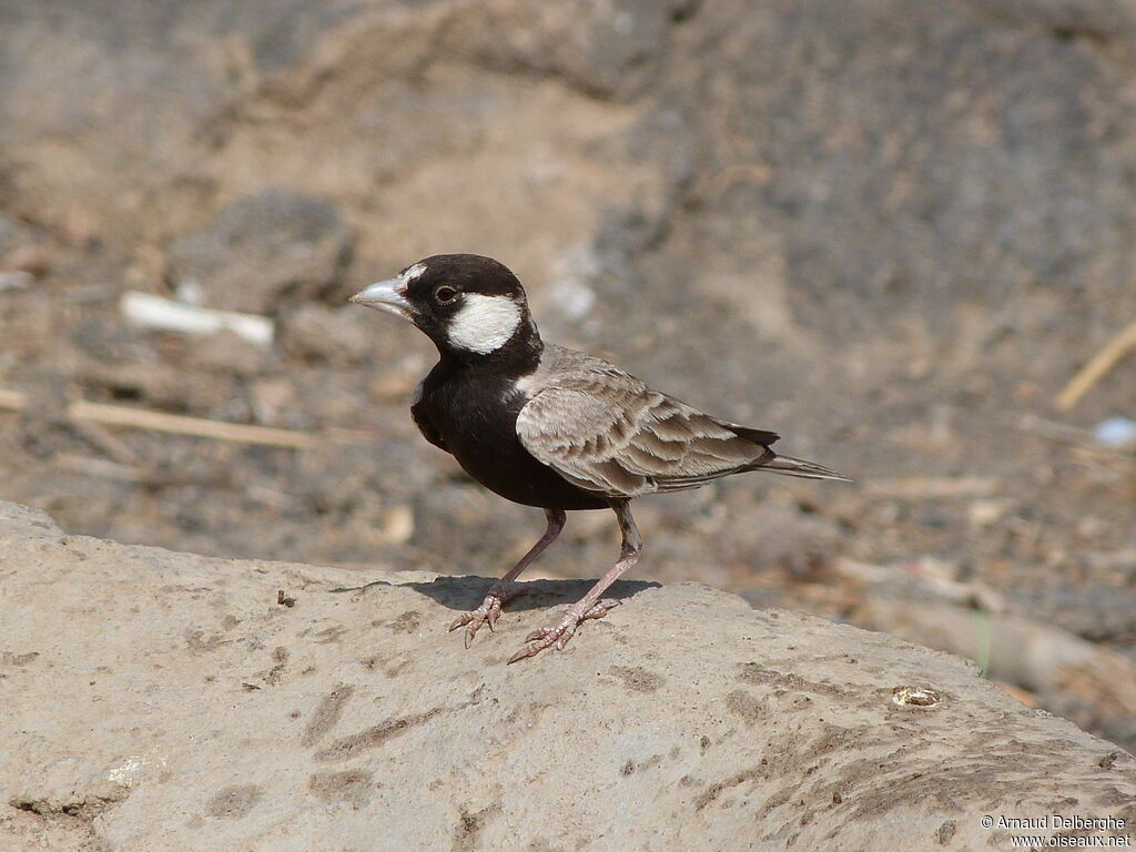 Black-crowned Sparrow-Lark