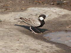 Black-crowned Sparrow-Lark