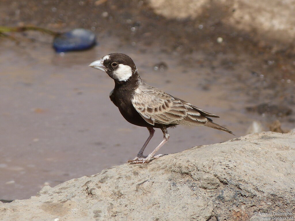 Black-crowned Sparrow-Lark