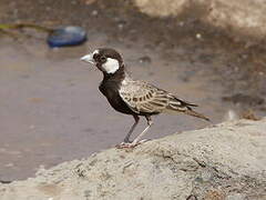 Black-crowned Sparrow-Lark