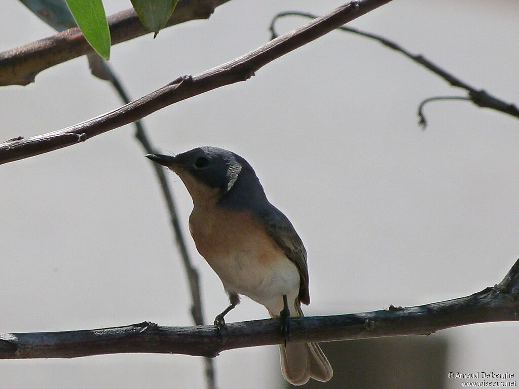 Broad-billed Flycatcheradult