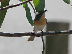 Broad-billed Flycatcher