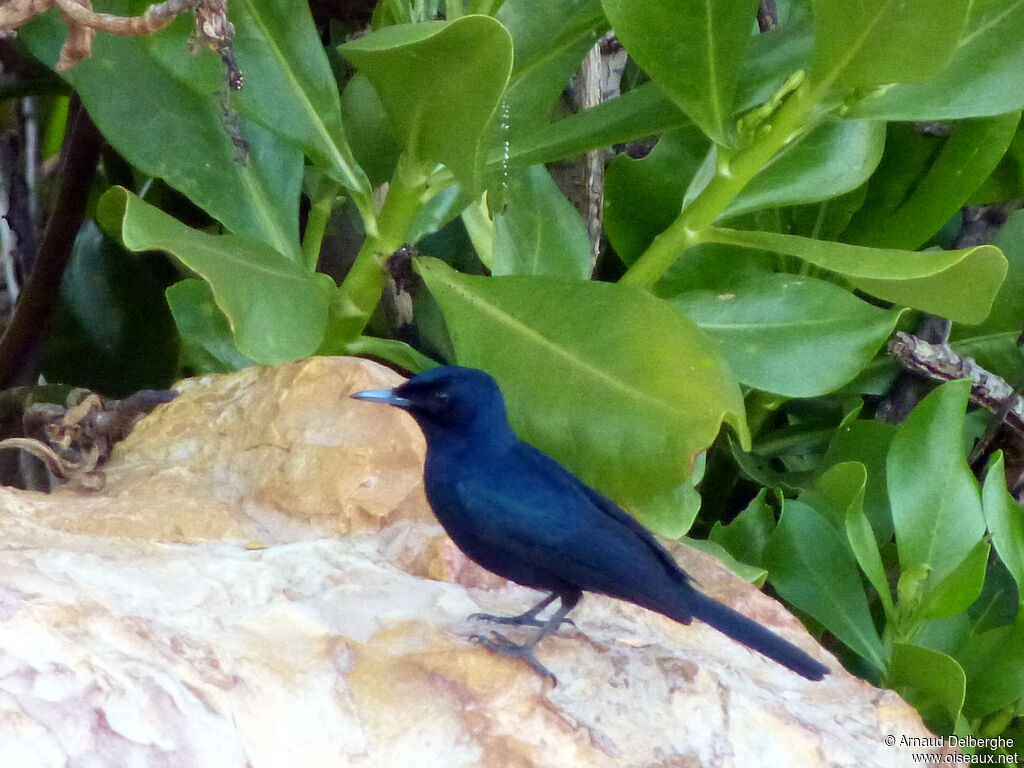 Shining Flycatcher male