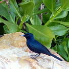 Monarque luisant
