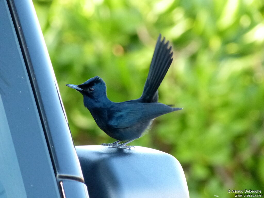 Shining Flycatcher male