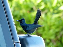 Shining Flycatcher