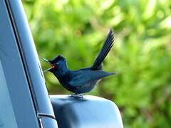 Shining Flycatcher