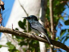 Melanesian Flycatcher