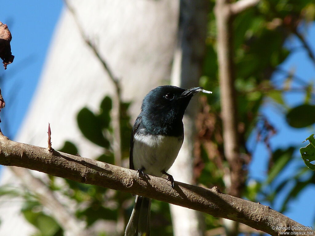 Melanesian Flycatcher male