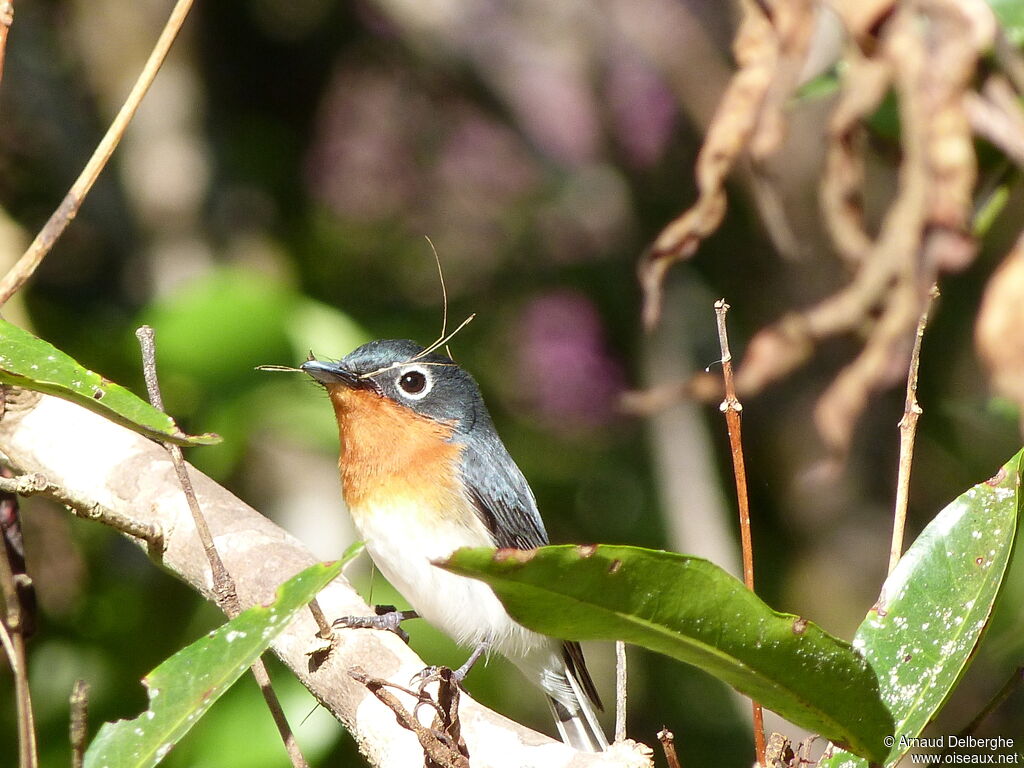 Melanesian Flycatcher female