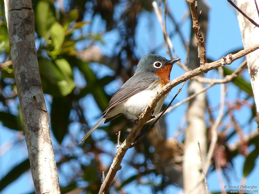 Melanesian Flycatcher female