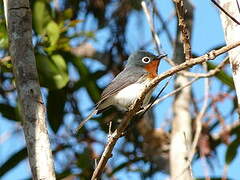 Melanesian Flycatcher