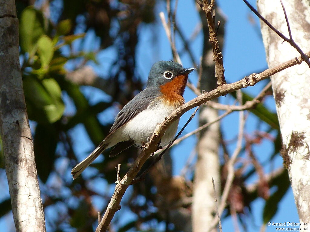 Melanesian Flycatcher female