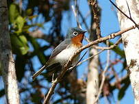 Monarque mélanésien