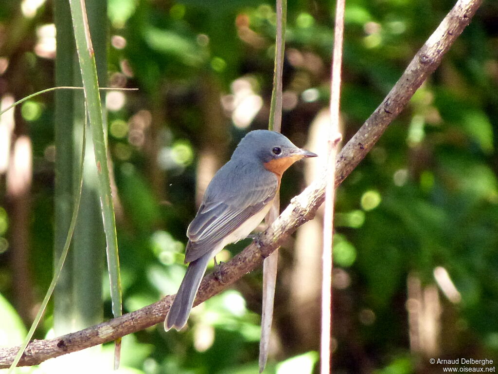 Leaden Flycatcher female