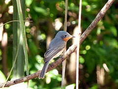 Leaden Flycatcher