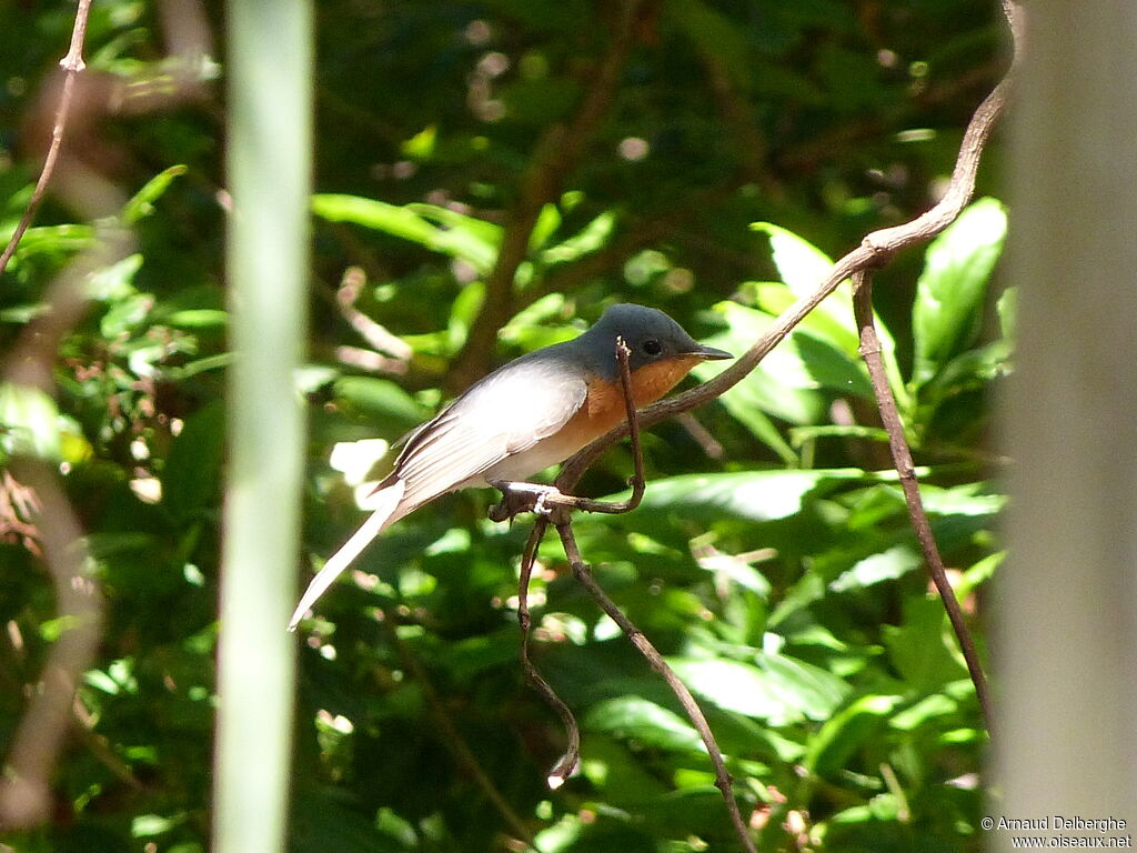 Leaden Flycatcher female