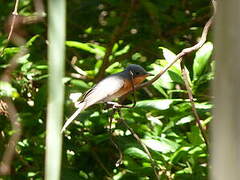 Leaden Flycatcher