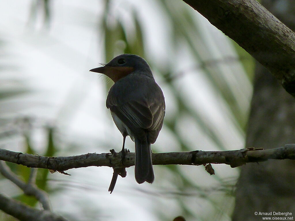 Leaden Flycatcher female