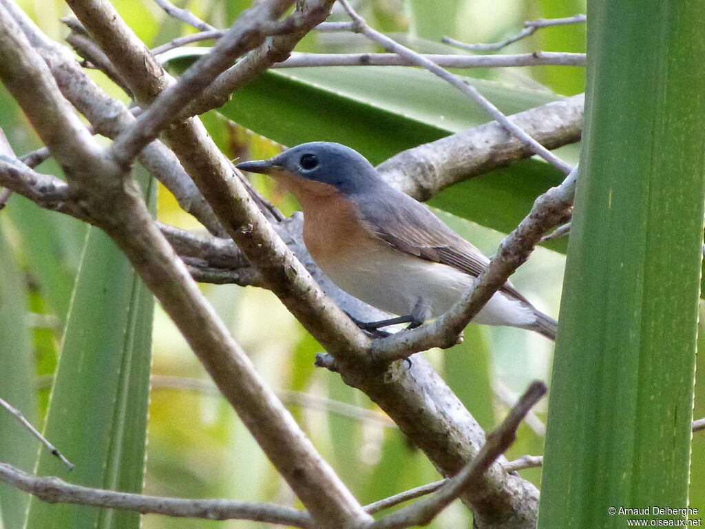 Leaden Flycatcher female