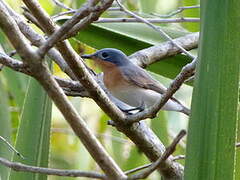 Leaden Flycatcher