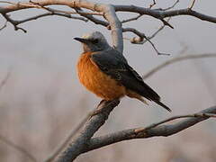 Short-toed Rock Thrush