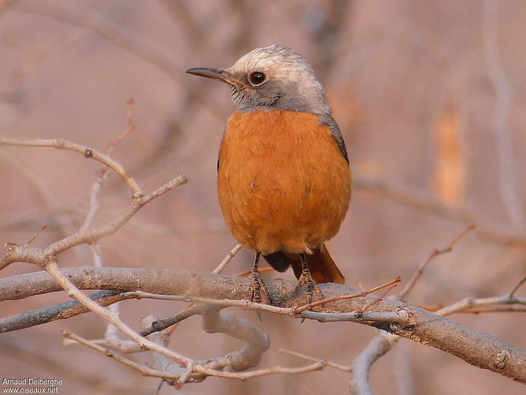 Short-toed Rock Thrush male adult breeding, close-up portrait