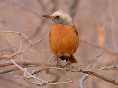 Short-toed Rock Thrush