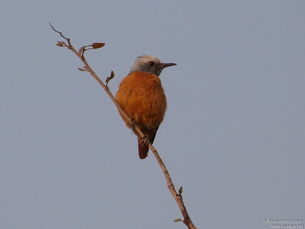 Short-toed Rock Thrush