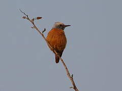 Short-toed Rock Thrush