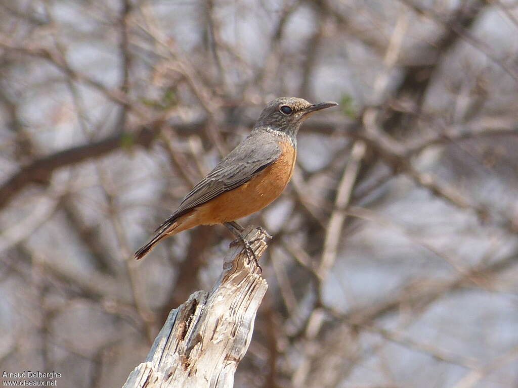 Short-toed Rock Thrush female adult breeding, identification