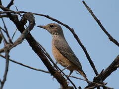 Short-toed Rock Thrush