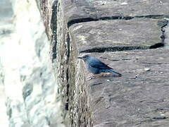 Blue Rock Thrush