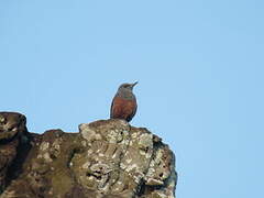 Blue Rock Thrush