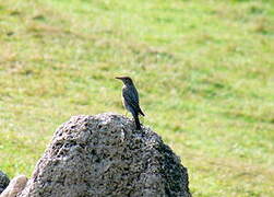 Blue Rock Thrush