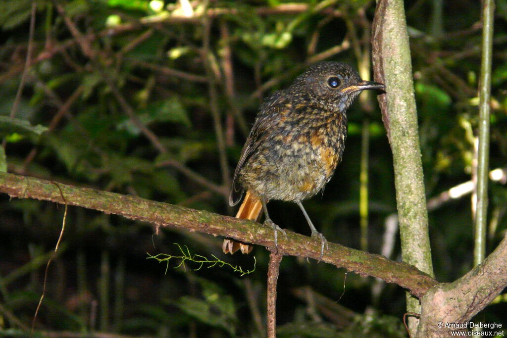 Forest Rock Thrush