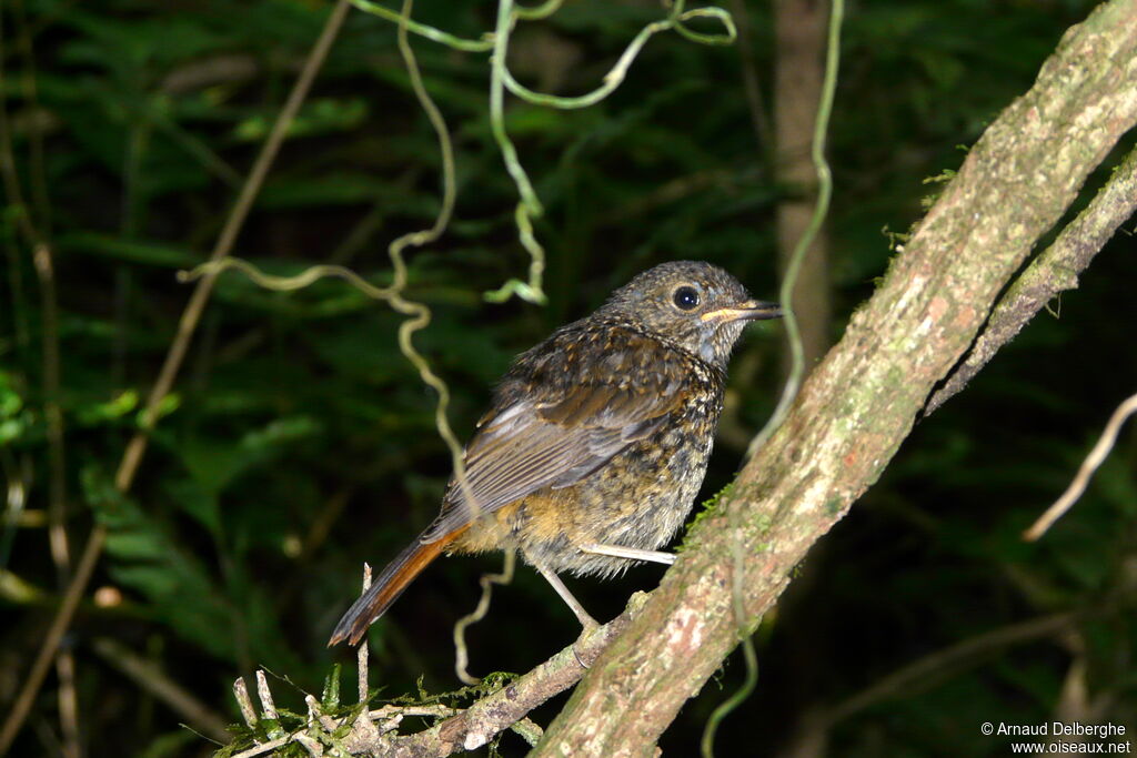 Forest Rock Thrush