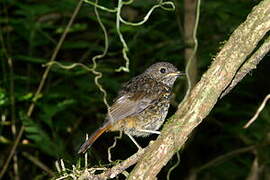 Forest Rock Thrush