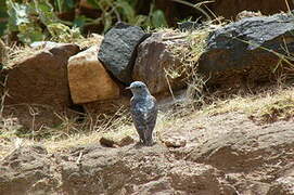 Common Rock Thrush