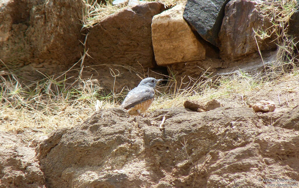 Common Rock Thrush