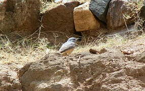 Common Rock Thrush